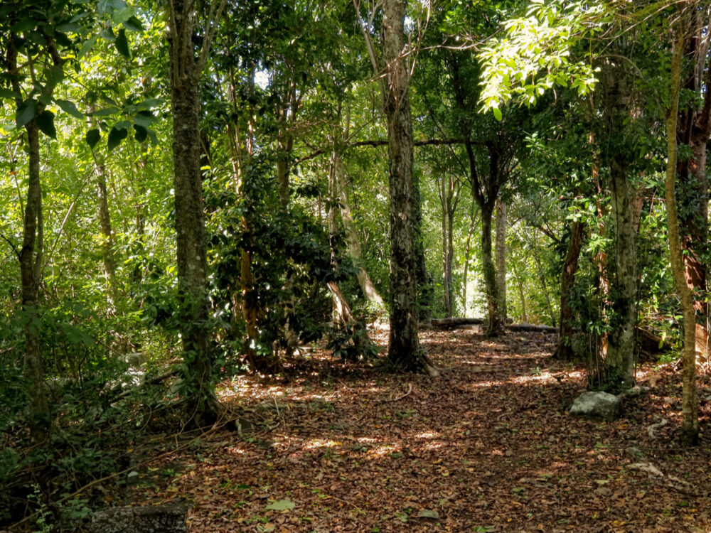 Walking the Cabrits Trails