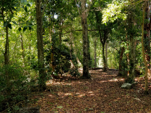 Walking the Cabrits Trails