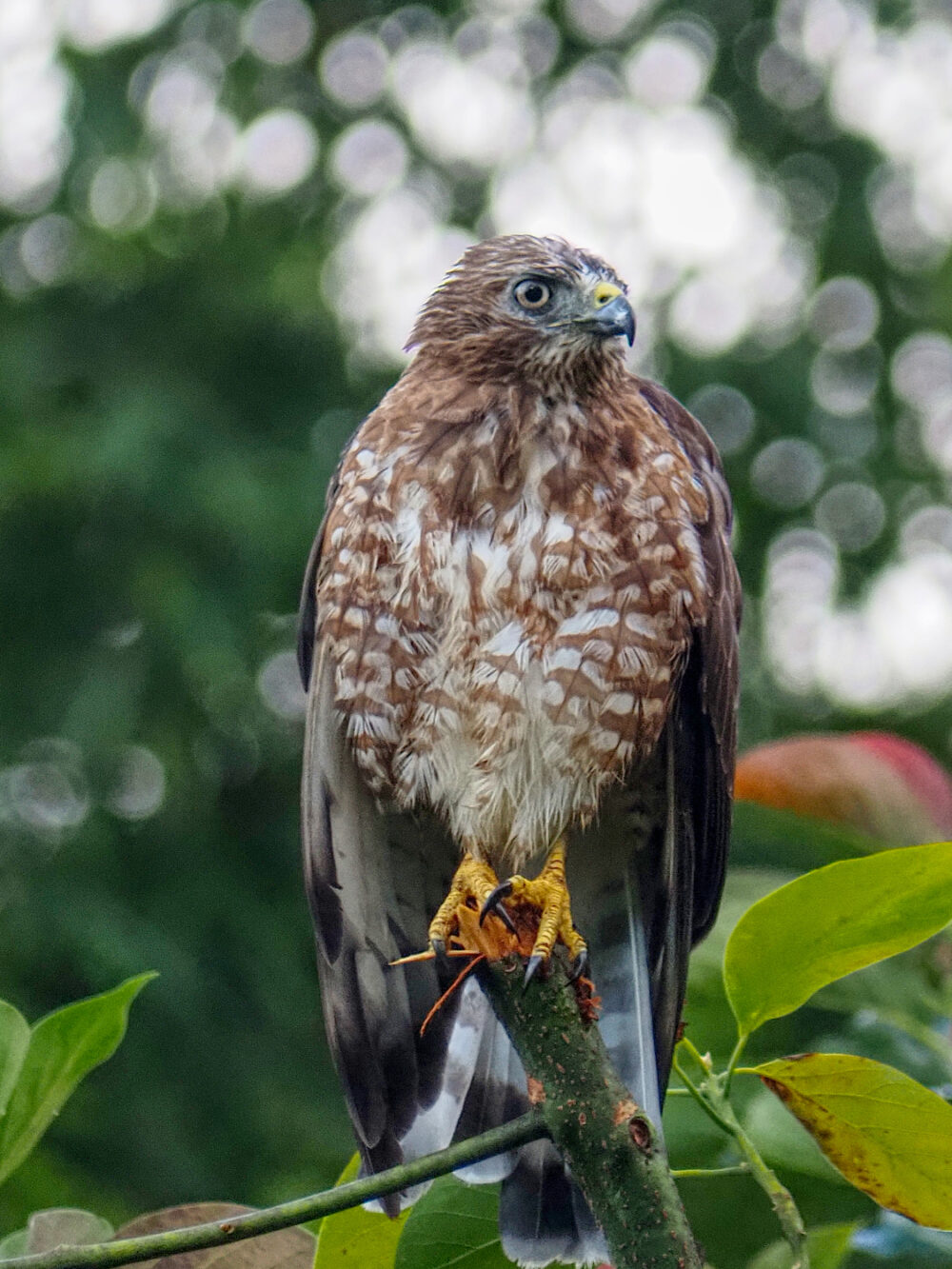 Attracting wildlife