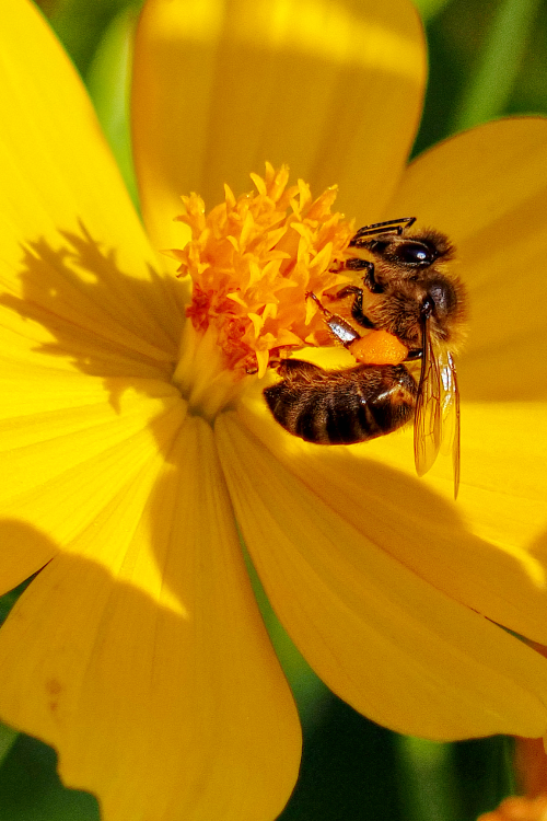 Feral honeybees