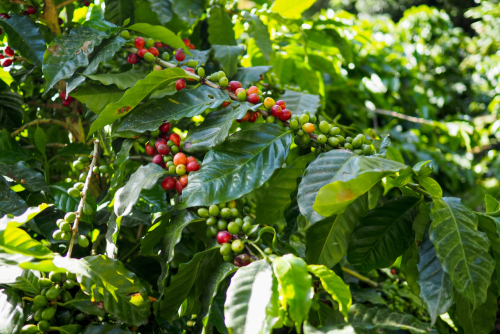 Blue Parrot Artisan Coffee